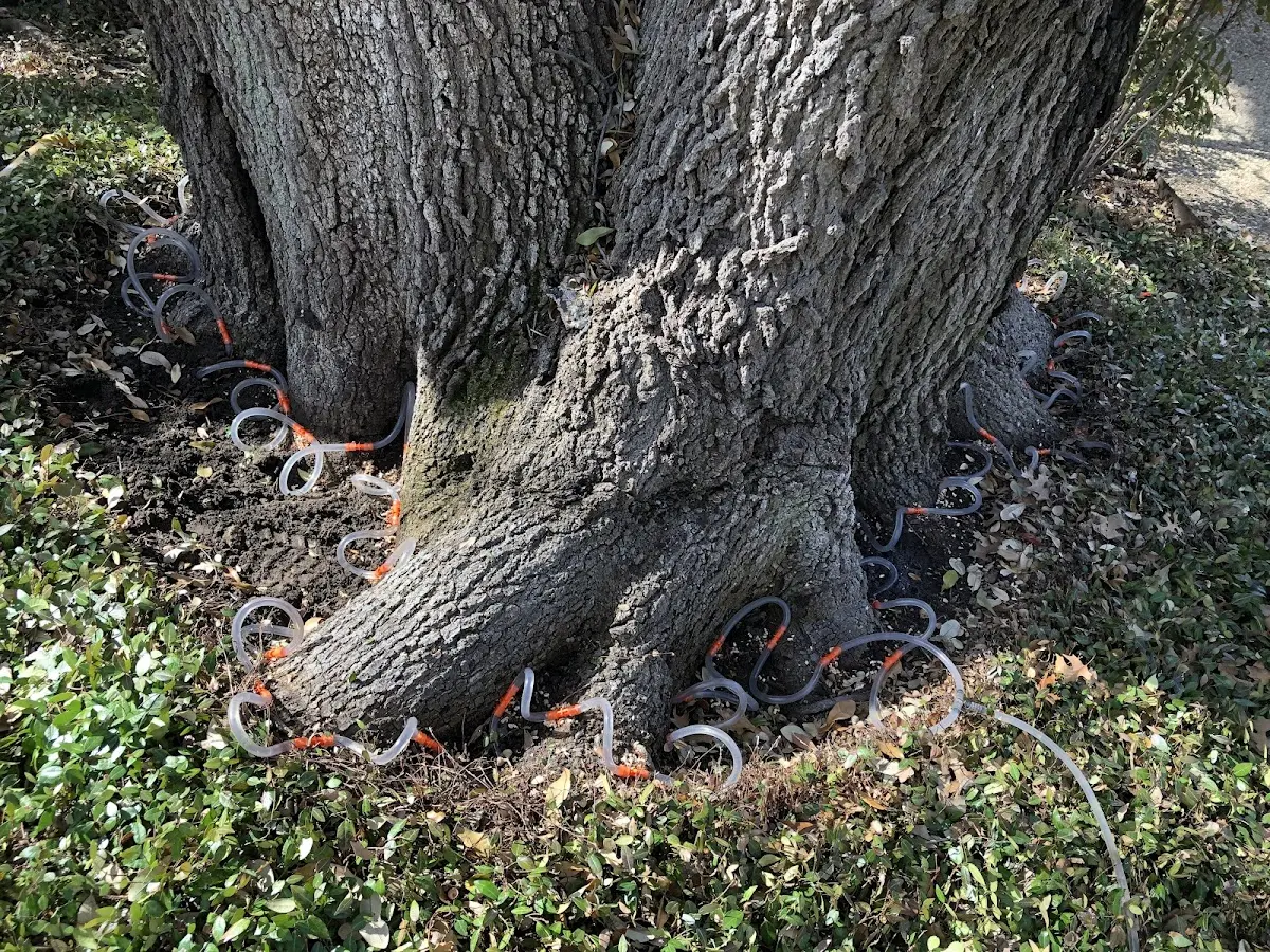 Detailed Tree Cabling and Bracing job site in Skowhegan