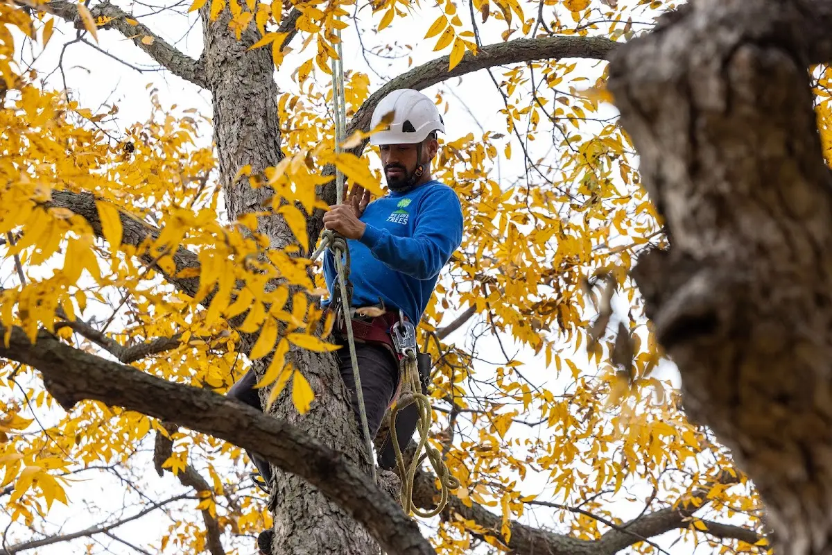 Skilled Tree Pruning crew working in Skowhegan