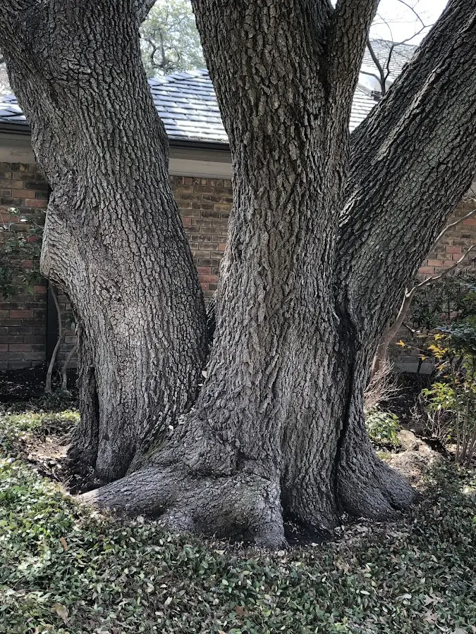 Mature heritage tree close to a Skowhegan property cared for by certified arborists